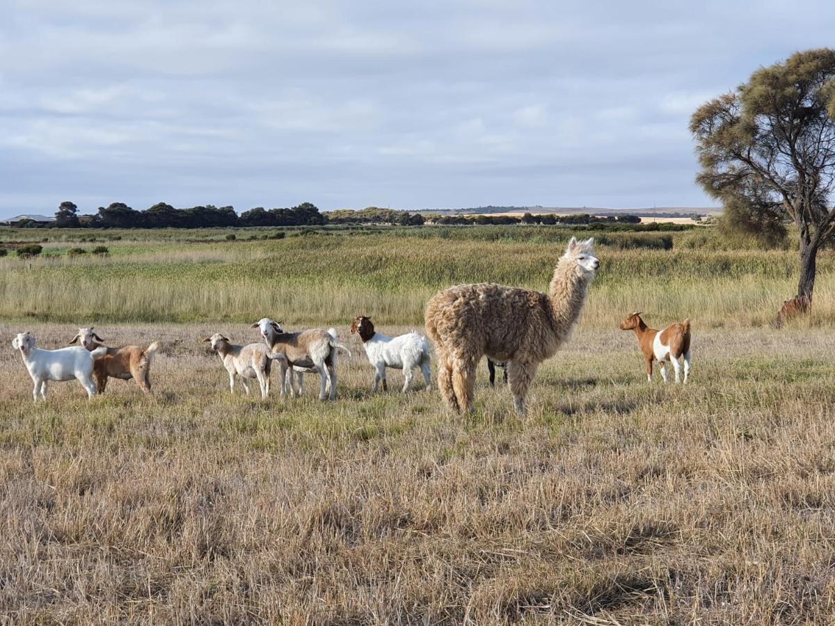 Coorong Island Retreat - Farm Stay At Pet Friendly Property Meningie Экстерьер фото