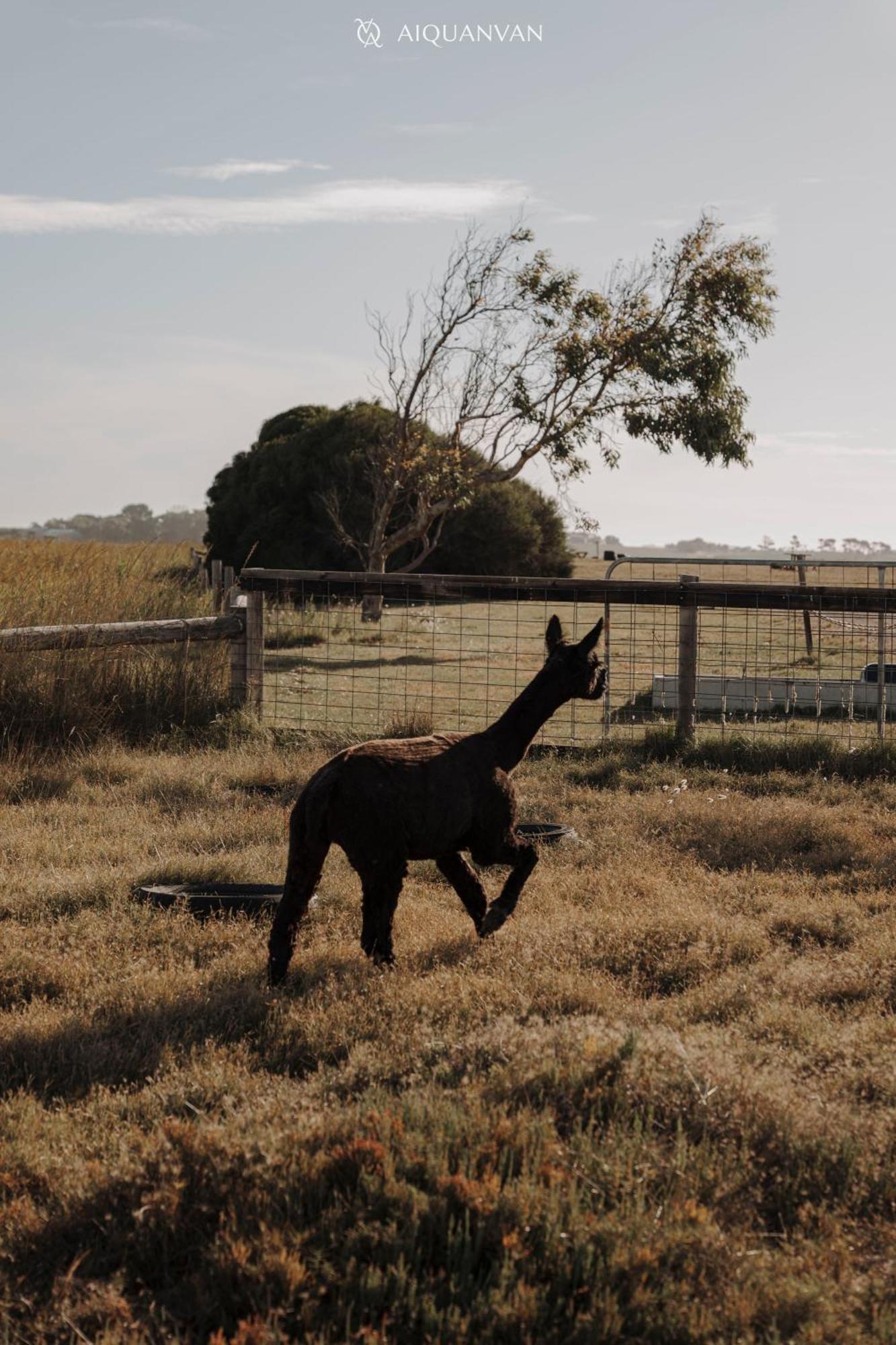 Coorong Island Retreat - Farm Stay At Pet Friendly Property Meningie Экстерьер фото